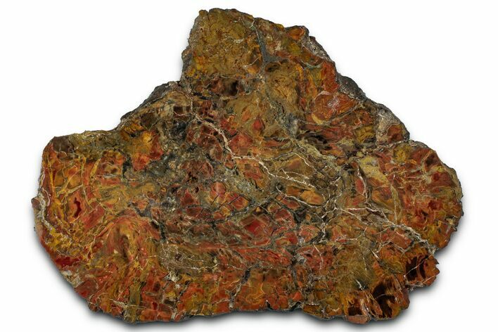 Colorful Polished Petrified Wood Slab #358877